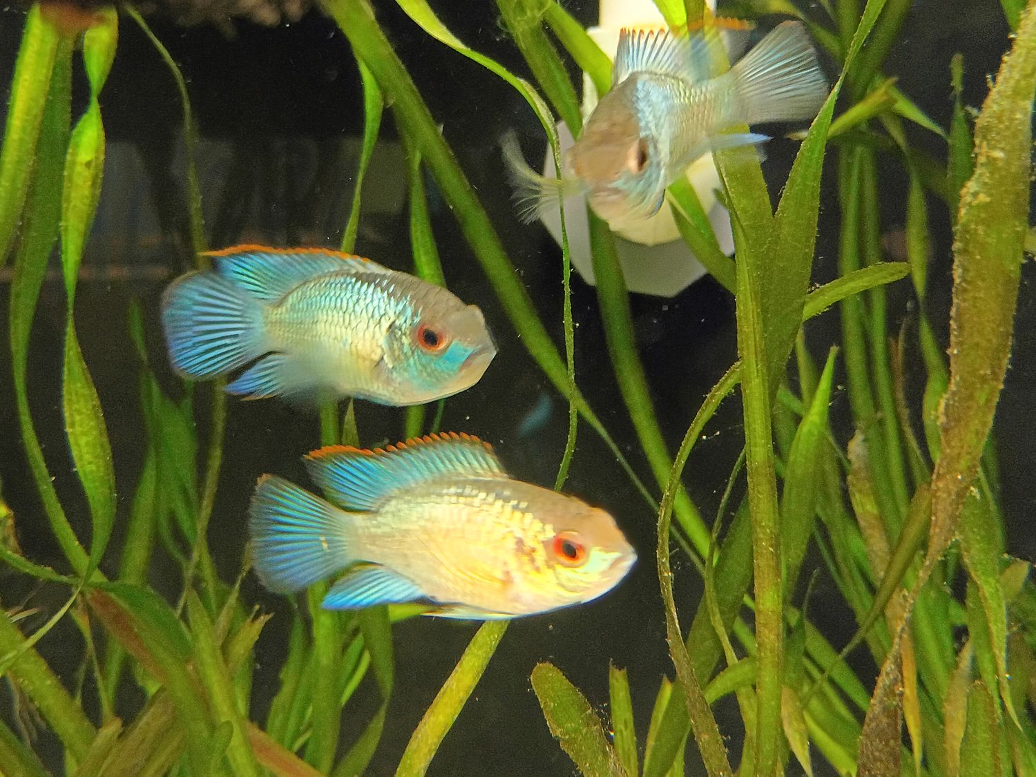 Electric Blue Acara
