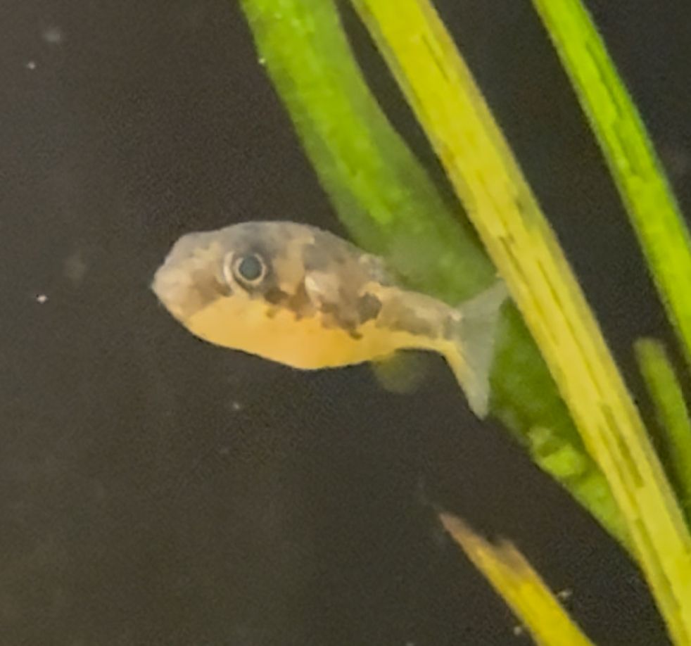 Pea Puffer