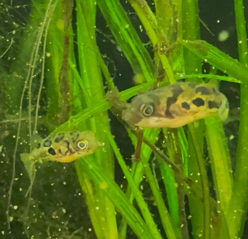 Pea Puffer