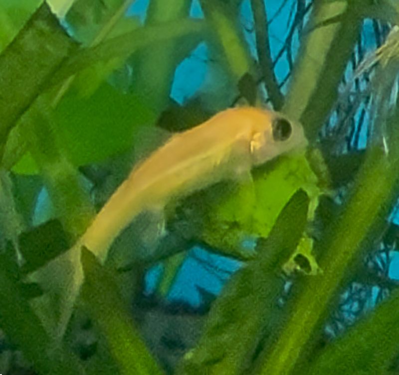 Chinese Algae Eater