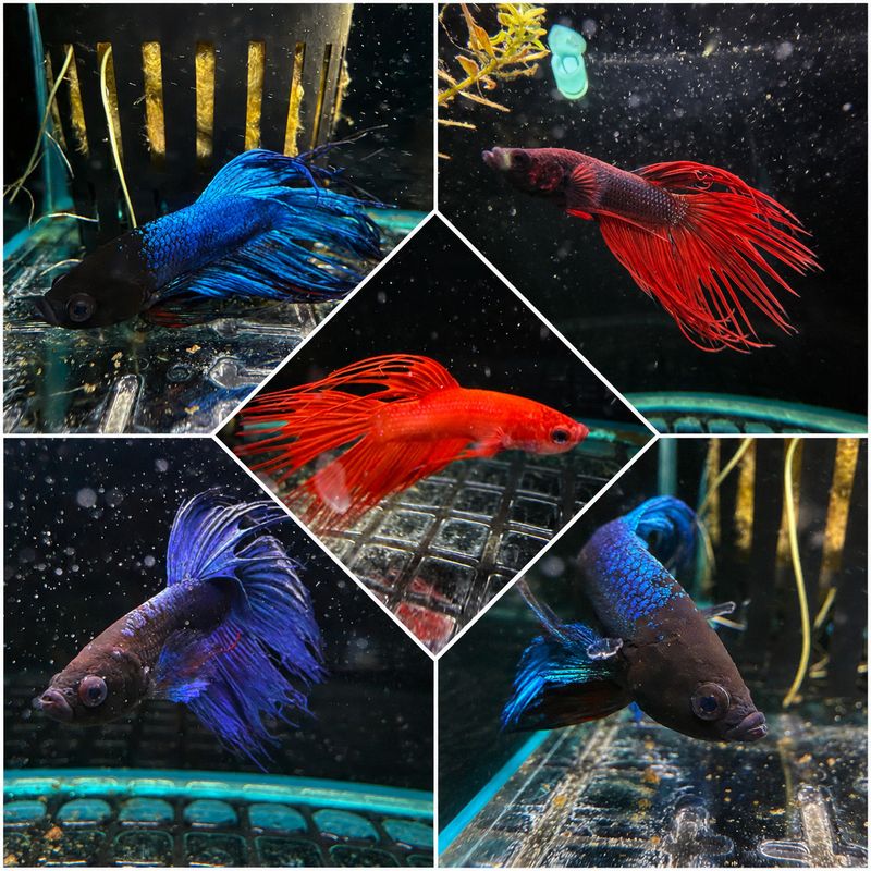 Assorted Betta (mid)