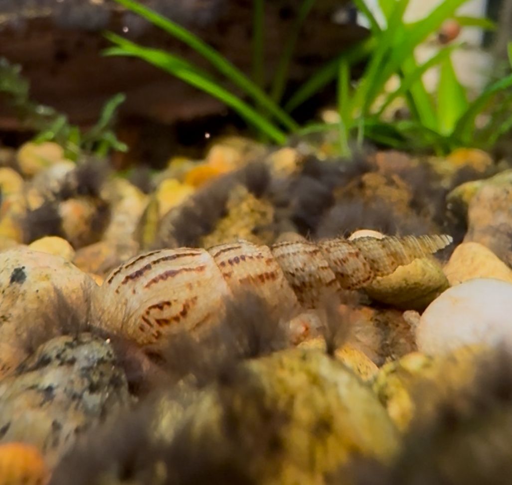 Malaysian Trumpet Snails