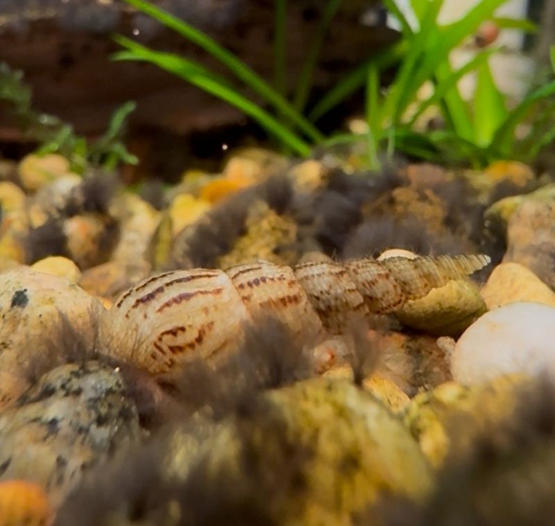 Malaysian Trumpet Snails