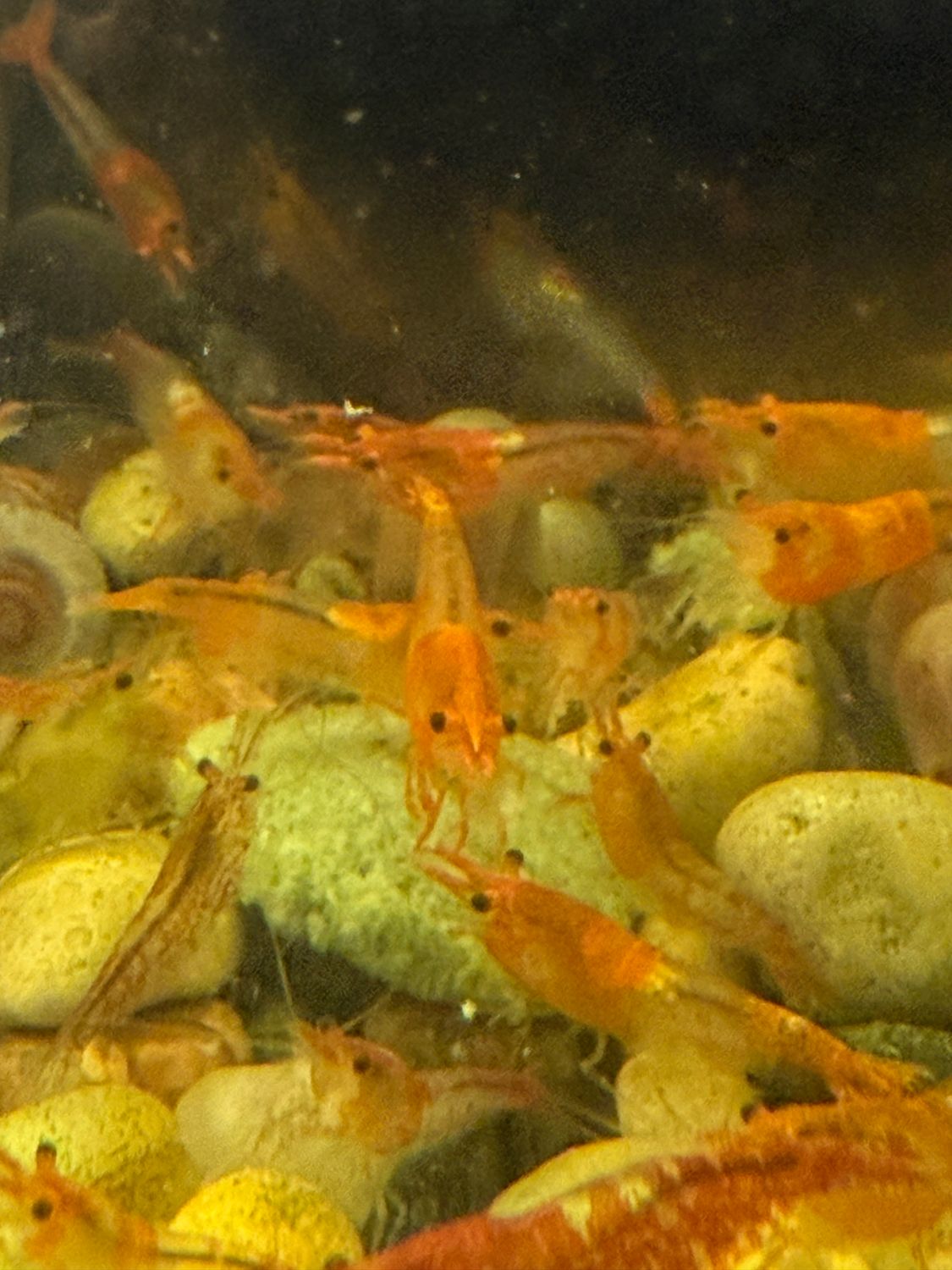 Orange Rili Neo Shrimp