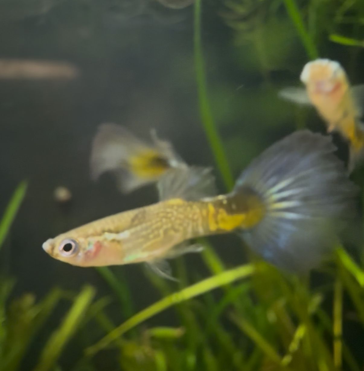Green Moscow Guppy