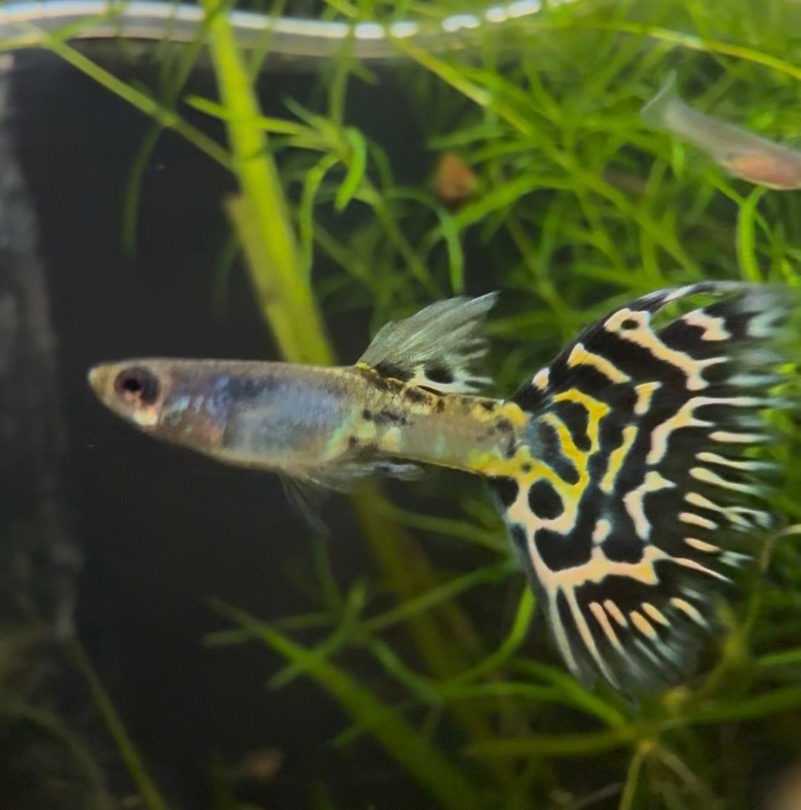 Assorted Fancy Guppy