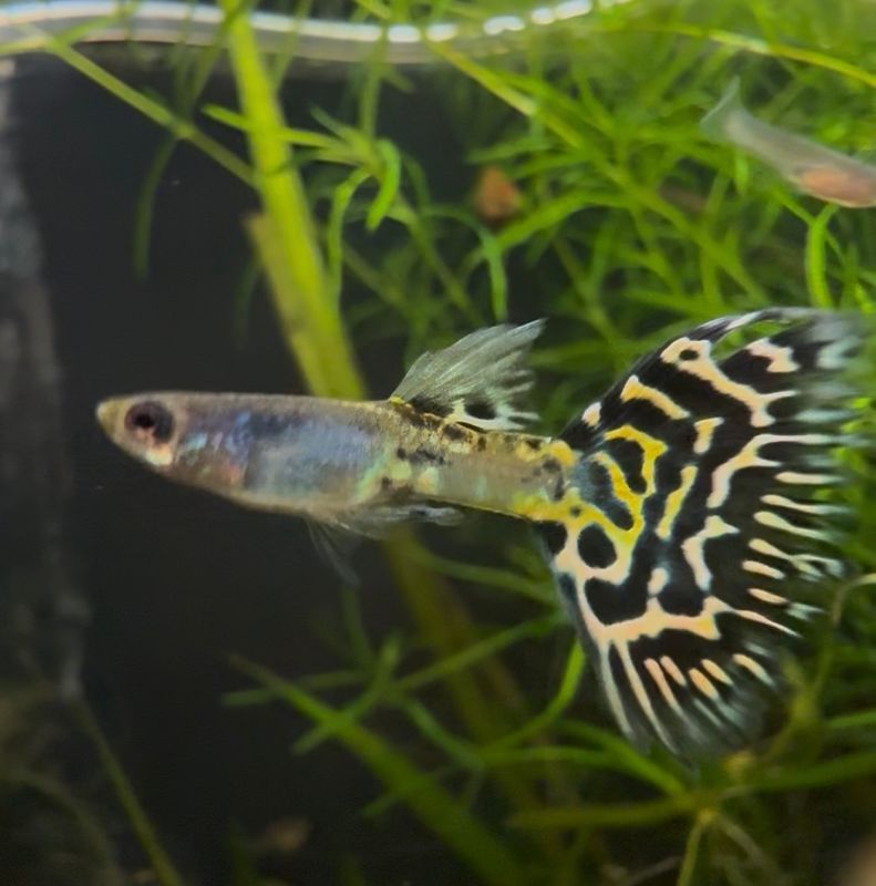 Assorted Fancy Guppy