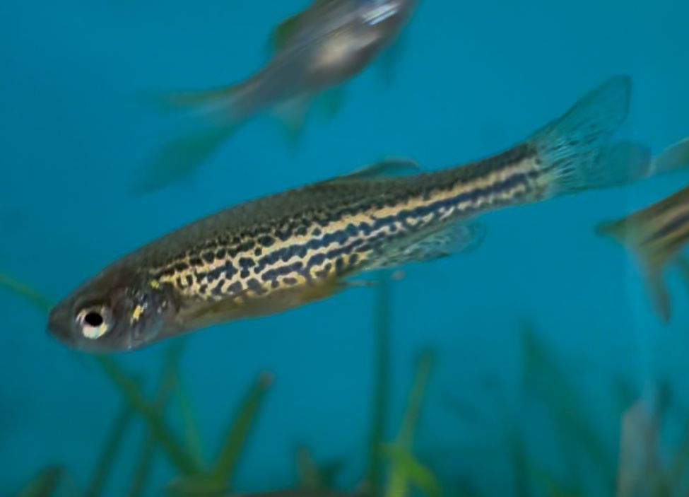 Leopard Danio
