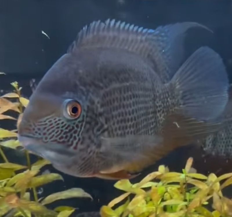 Green Severum