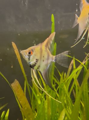 Assorted Angel (small)