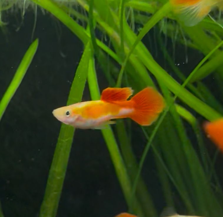 Albino Kohaku Guppy