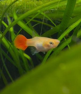 Albino Kohaku Guppy