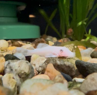 Snow White Bristle-nose Pleco