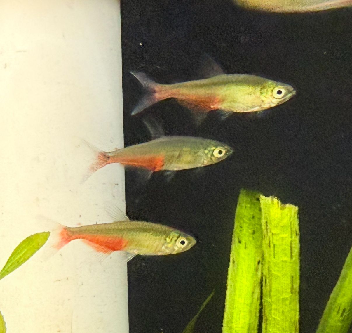 Green Fire Tetra