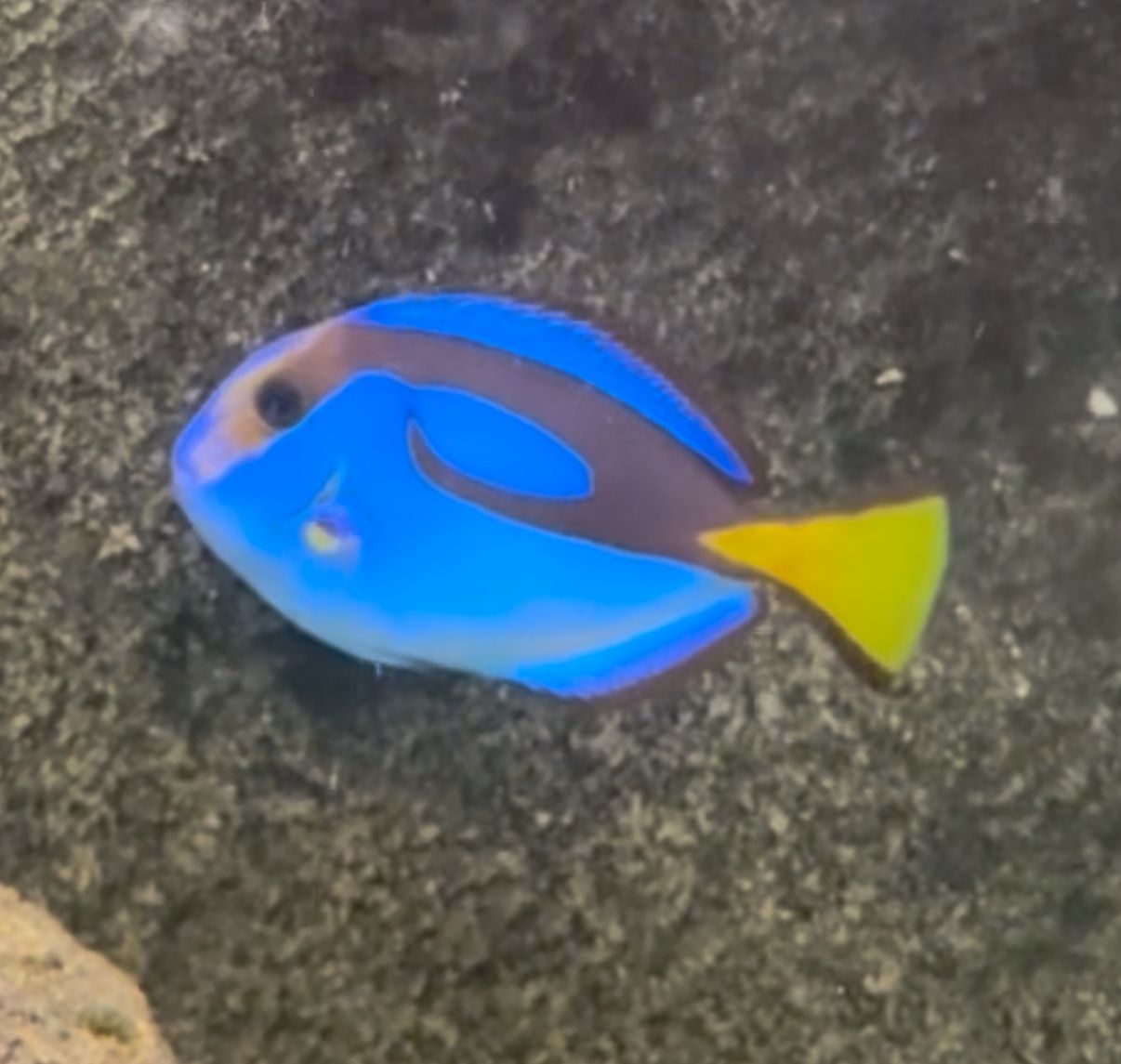 Blue Tang S