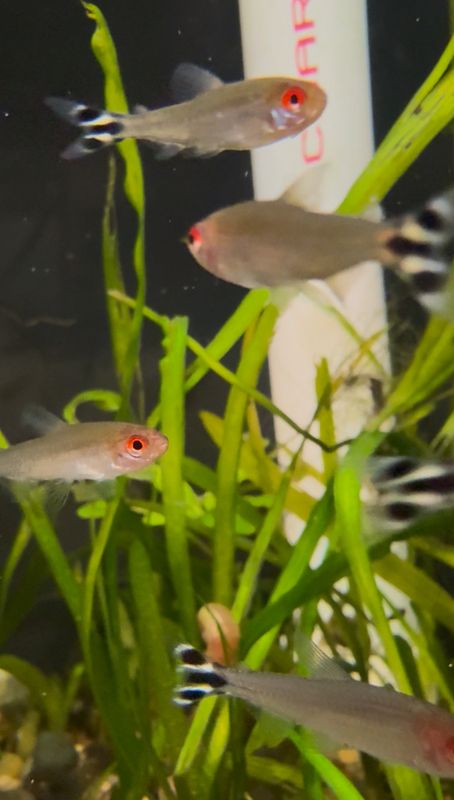 Rummy Nose Tetra