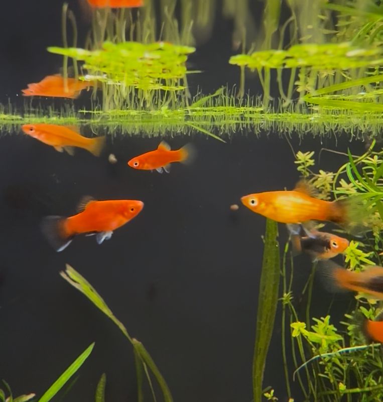 Asst Platy