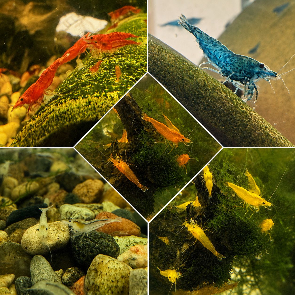 Neo Shrimp 20 pack (freshwater)