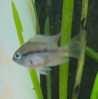 Firemouth Meeki Cichlid
