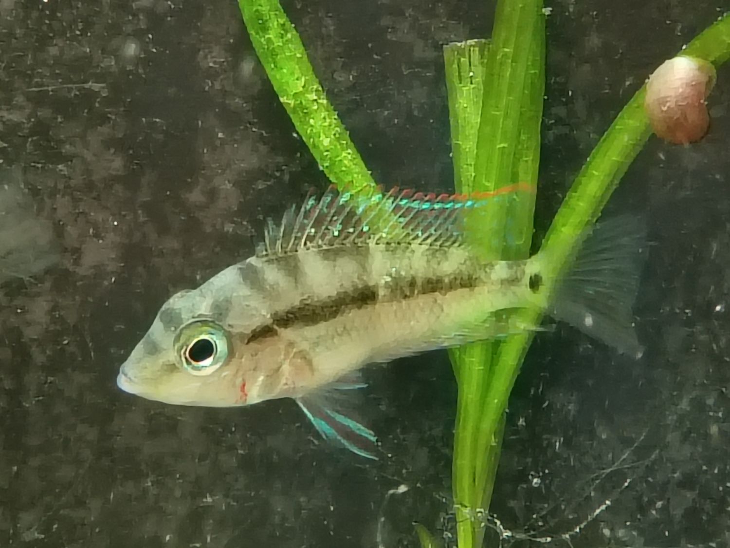 Firemouth Meeki Cichlid