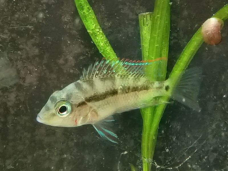Firemouth Meeki Cichlid