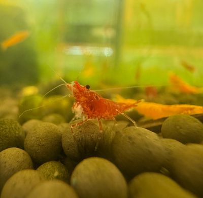 Bloody Mary Neo Shrimp