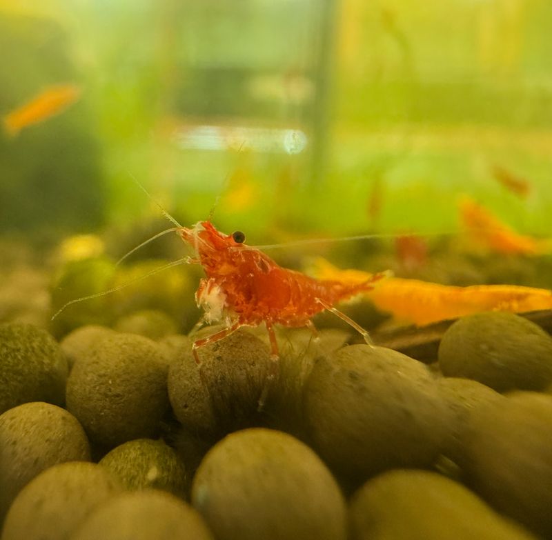 Bloody Mary Neo Shrimp