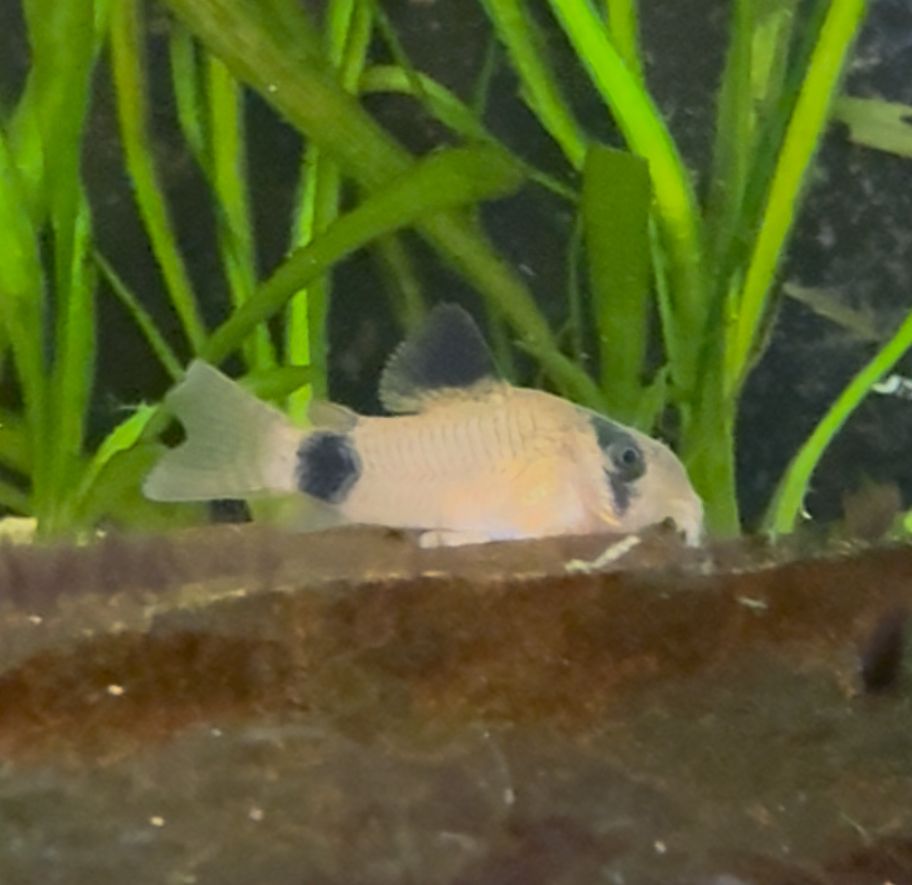Panda Cory