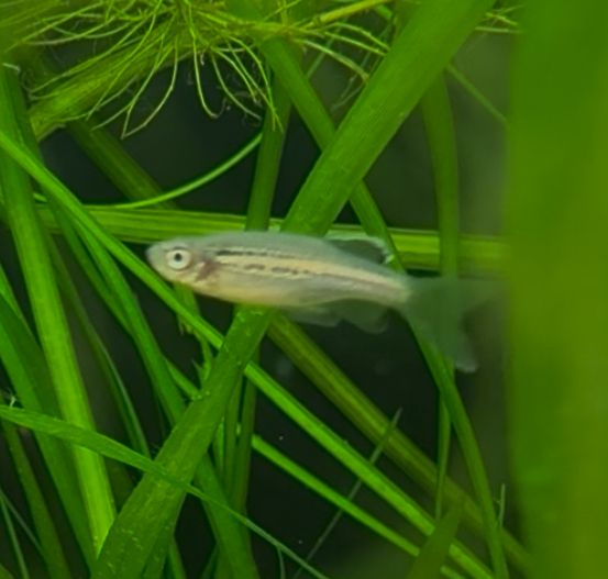 Blue Danio