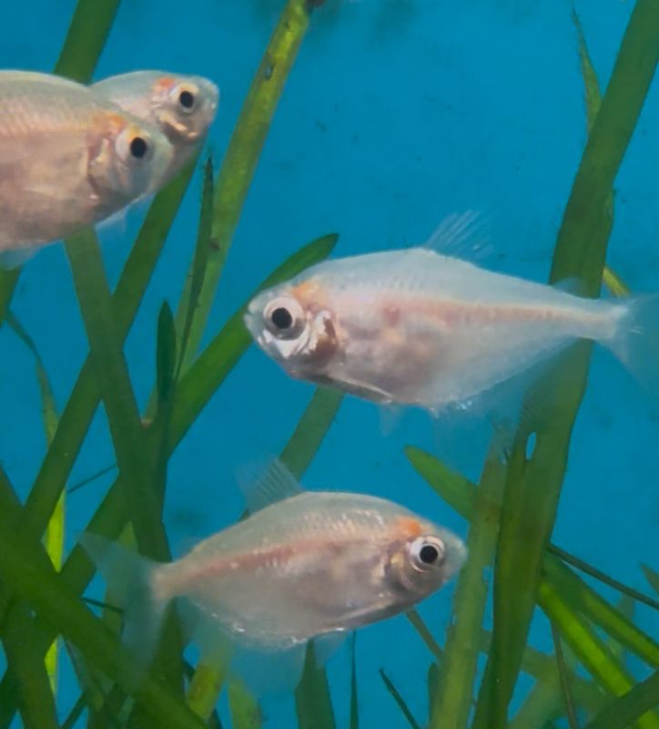 Gold Skirt Tetra