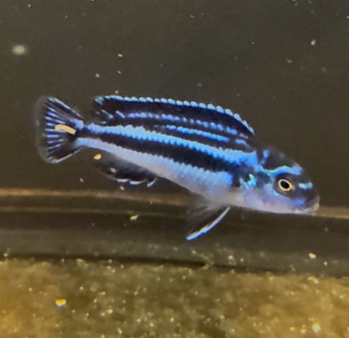 Johanni Hybrid Cichlid