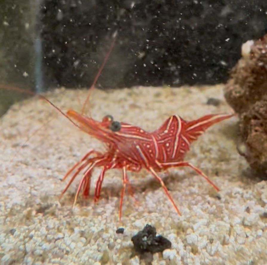 Camel Shrimp