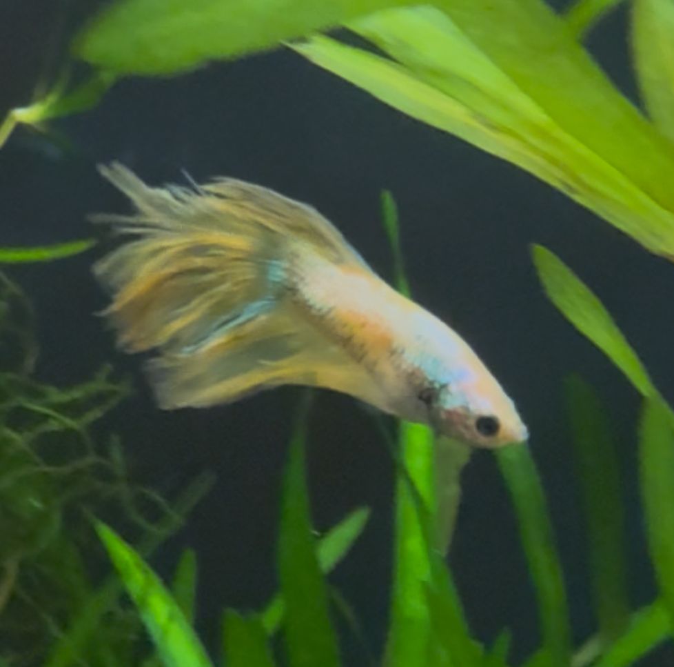 Crowntail Betta