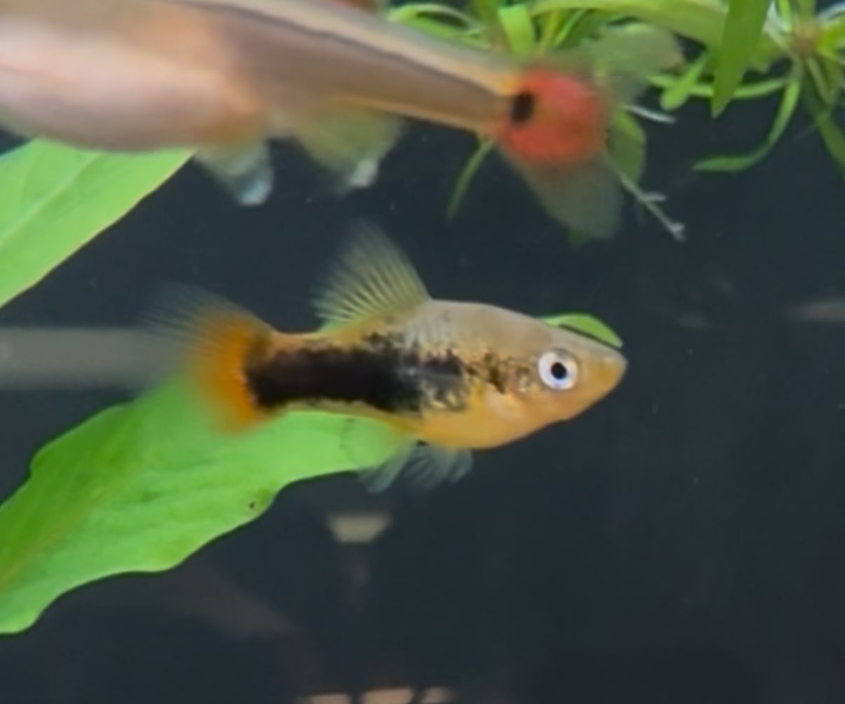 Bird of Paradise Platies