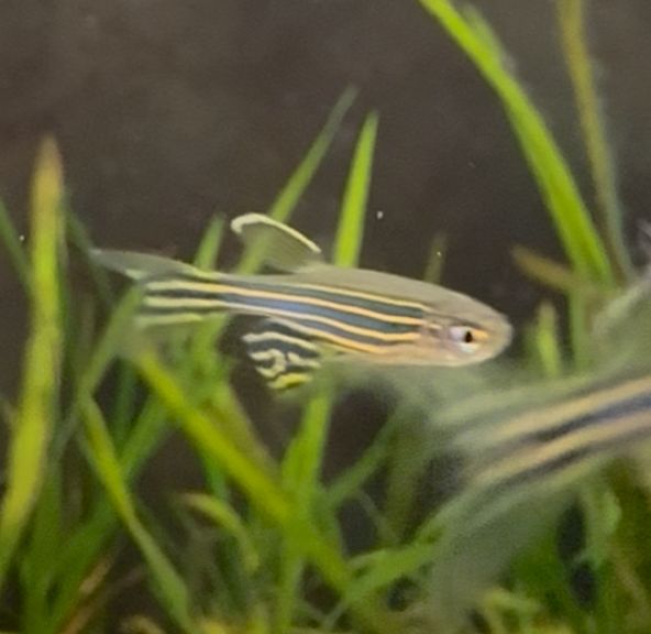Longfin Zebra Danio