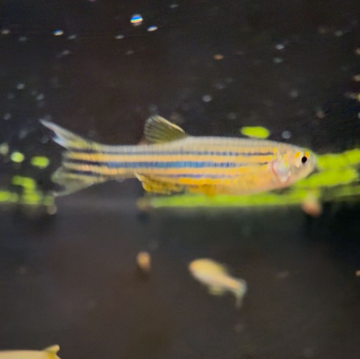 Zebra Danio