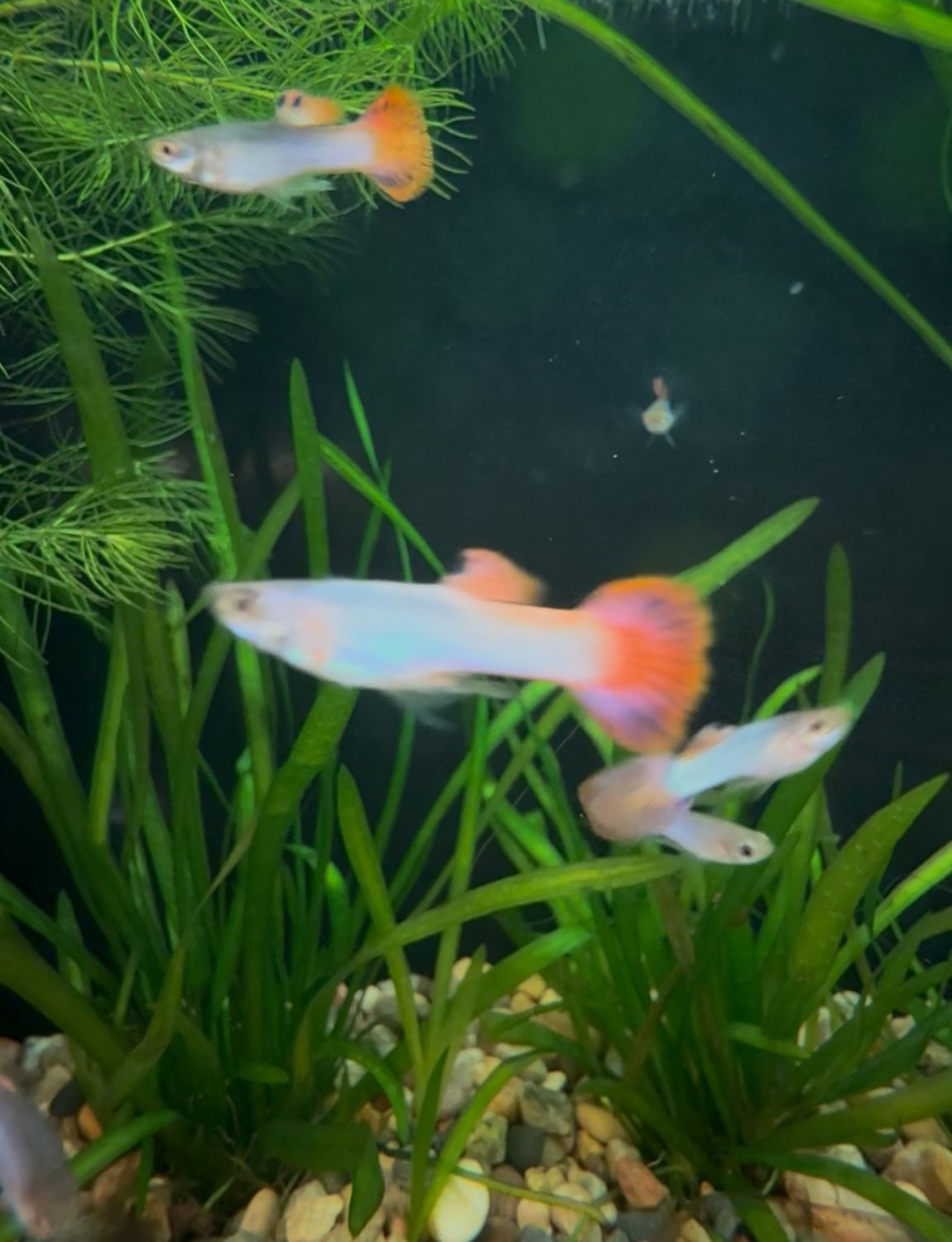 Pink Custard Guppy