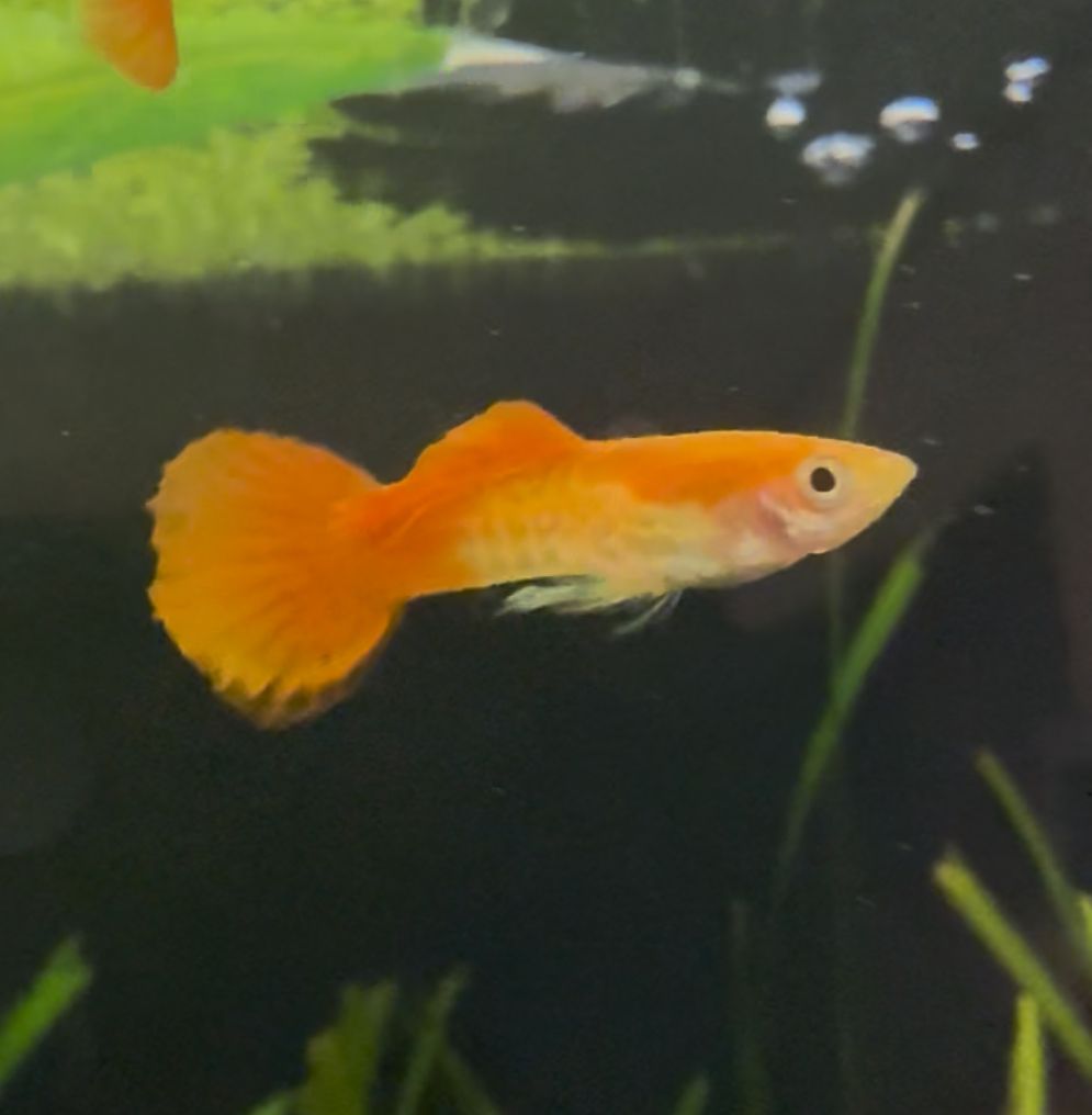 Blonde Red Tail Cobra Guppy