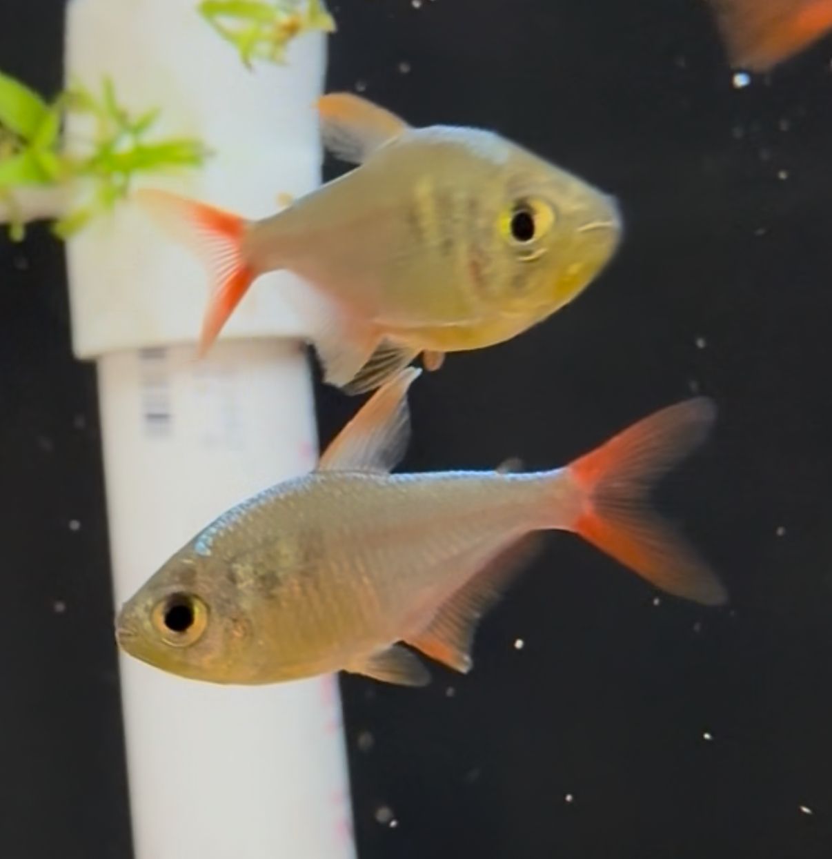 Blue Flame Tetra