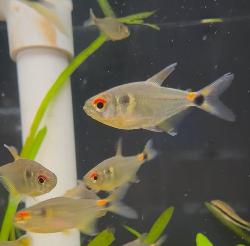 Head and Taillight Tetra