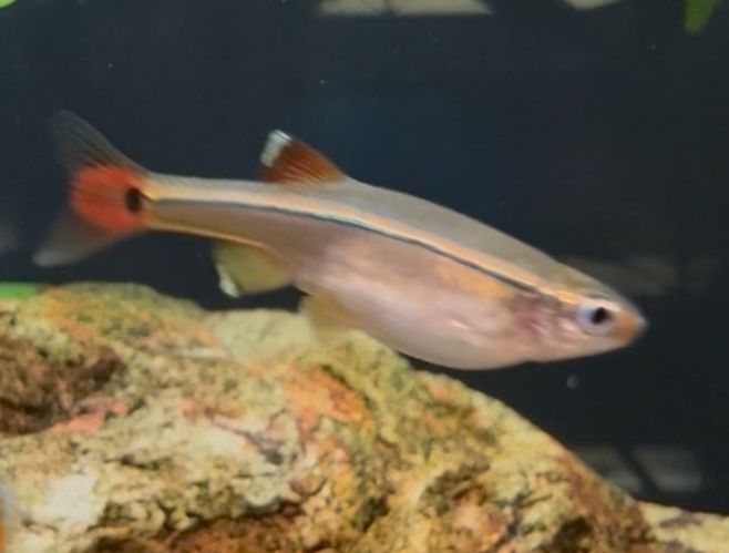 White Cloud Danio