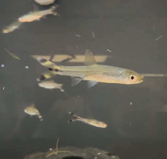 Scissortail Rasbora