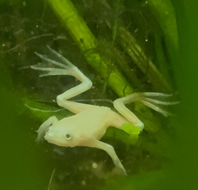 Blonde African Dwarf Frog