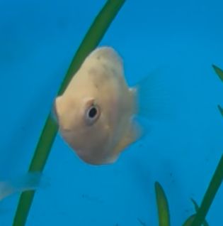 Gold Severum (small)