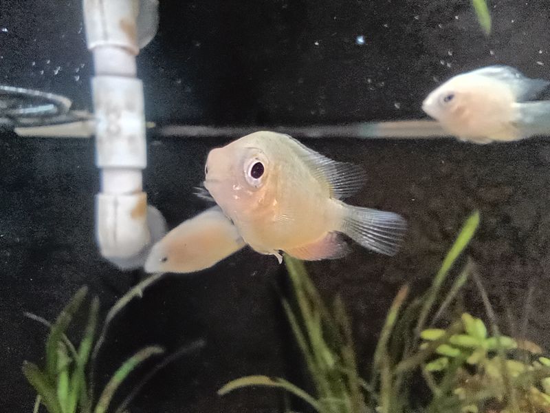 Gold Severum (small)