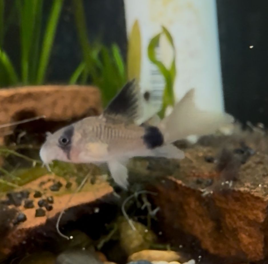 Panda Longfin Cory