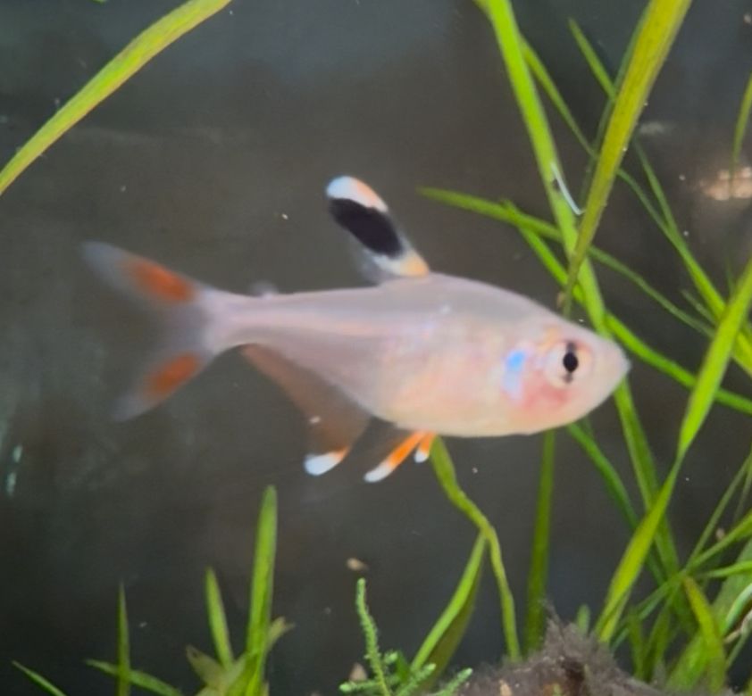 Rosy Tetra