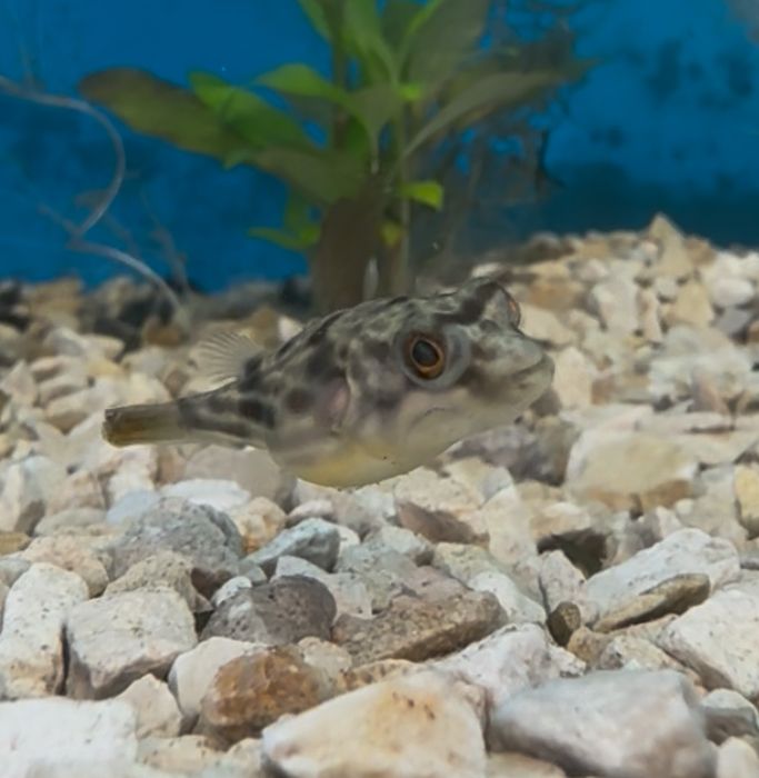 Fahaka Puffer (small)