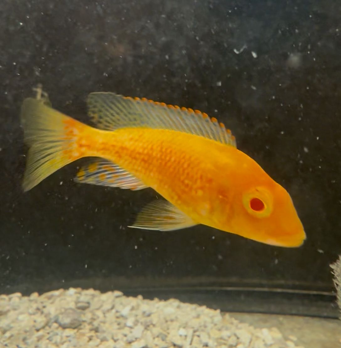 Mixed Cichlid Small (3inch &amp; under)