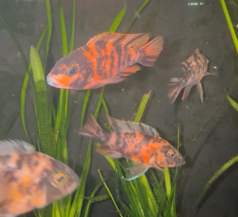 (Thailand) Grade A Cichlids